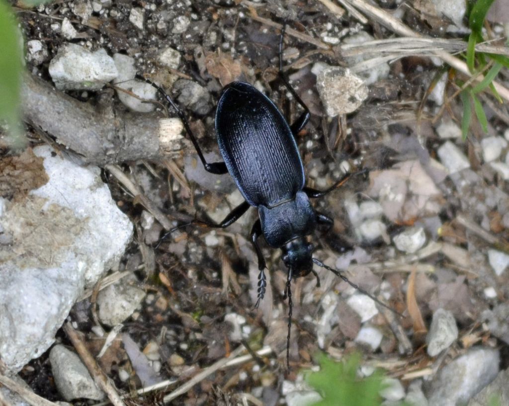 Carabus problematicus? No, Carabus catenulatus